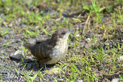 Coccyzus erythropthalmus