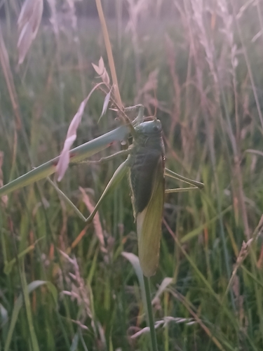 Great Green Bush-cricket