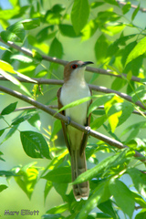 Coccyzus erythropthalmus
