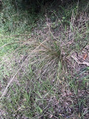 Austrostipa flavescens