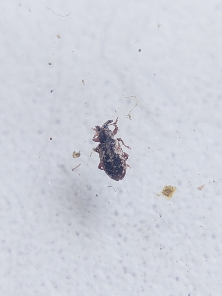 Dorytomus minutus
