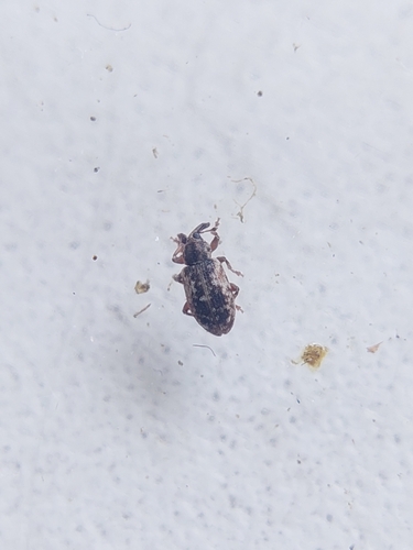 Dorytomus minutus
