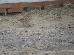 Geositta cunicularia