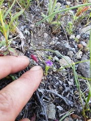 Githopsis specularioides