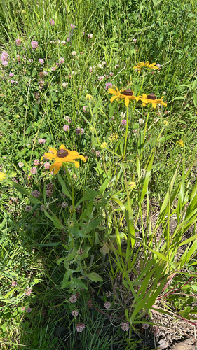 black-eyed Susan