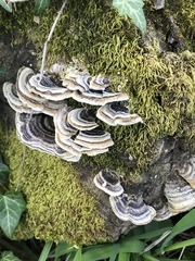 Trametes versicolor