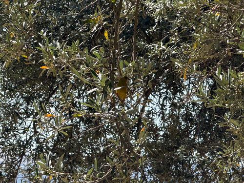 European Greenfinch