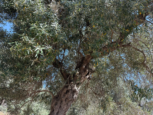 Olive