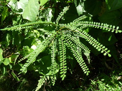 Sophora longicarinata