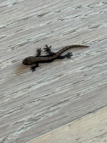 Lepidodactylus lugubris observed 2026-06-16