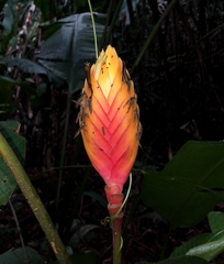 Heliconia episcopalis