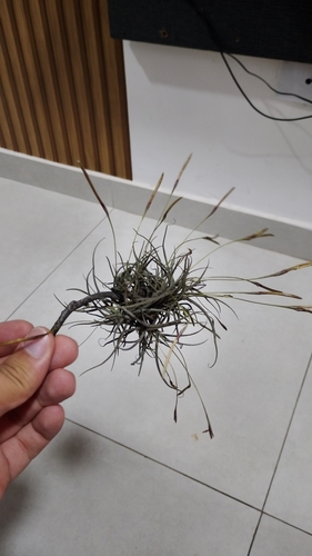 ballmoss