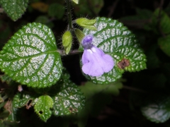 Salvia aequidistans