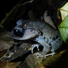 Leptobrachium
