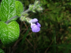 Salvia aequidistans
