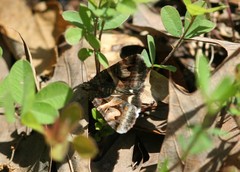 Drasteria grandirena