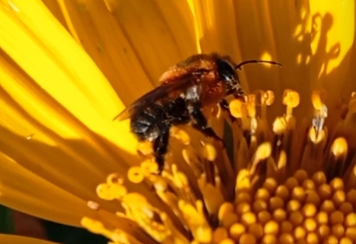 Bicolored Melipona