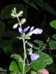 Salvia aequidistans
