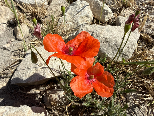 common poppy