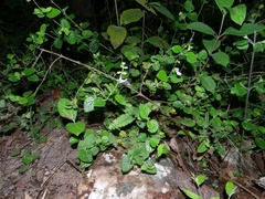 Salvia aequidistans