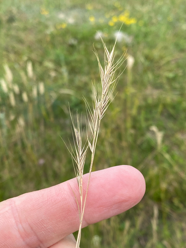 rattail sixweeks grass