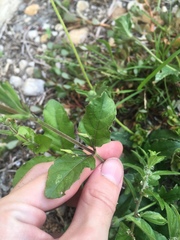 Ruellia ciliatiflora