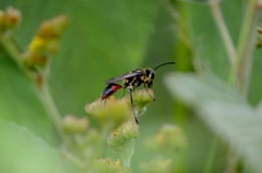 Sphex