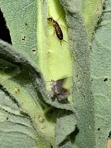 European Earwig