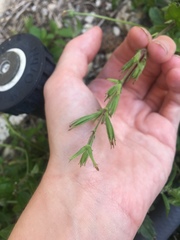 Ruellia ciliatiflora