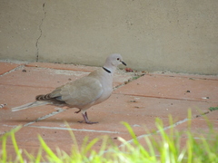 Streptopelia decaocto