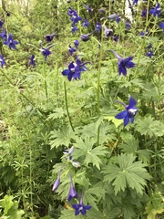 Delphinium trolliifolium