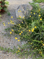 Oncosiphon pilulifer