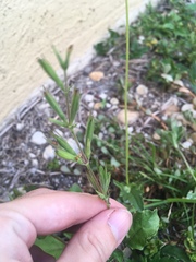Ruellia ciliatiflora