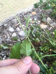 Ruellia ciliatiflora