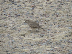 Geositta cunicularia