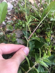 Ruellia ciliatiflora