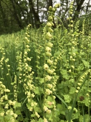 Tellima grandiflora