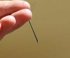 Enallagma divagans