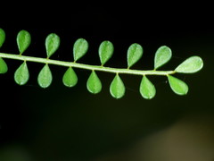 Sophora longicarinata