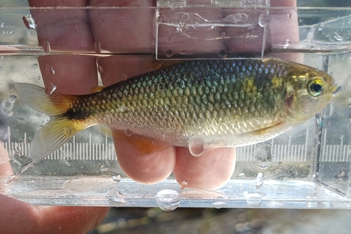 Peruvian creek tetra (Bryconamericus peruanus) — Characidae — 3