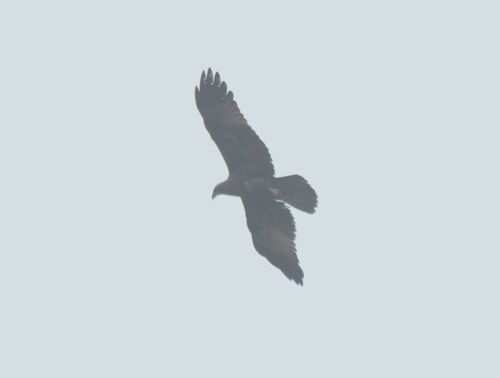 Brahminy Kite