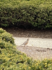 Turdus migratorius