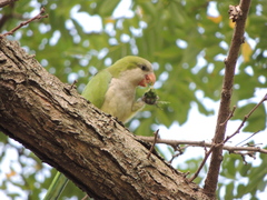 Myiopsitta monachus