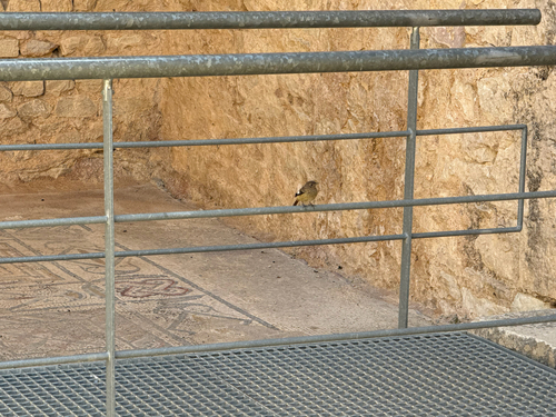 Moussier's Redstart