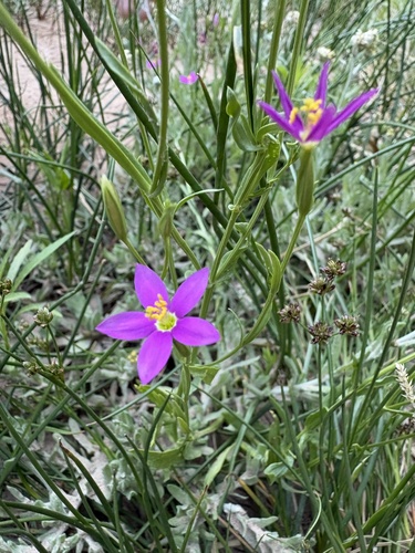 Arizona centaury