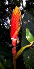 Heliconia episcopalis