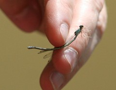 Enallagma divagans