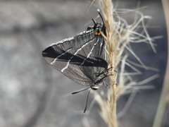 Atlides thargelia