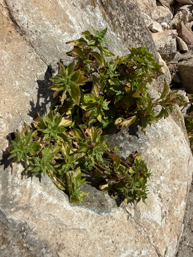 pellitory-of-the-wall