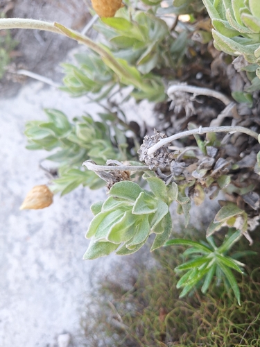 Syncarpha speciosissima, photograph 5